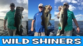 How To Catch Bass with Wild Shiners  Lake Toho  Kissimmee Largemouth Bass [upl. by Fairweather650]