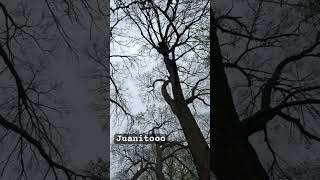 climbingarborist climbing arborist arborista swing noscary chicago [upl. by Nevar982]