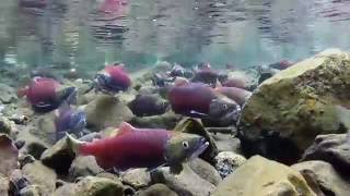 Kokanee salmon spawning in Lake Wallowa OR [upl. by Mazur187]