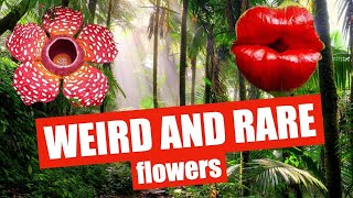 4 EXTRAORDINARY flowers and plants Carnivorous Plant Corpse Flower and more🌺 [upl. by Robinet]