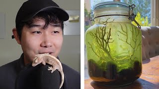 6 year old enclosed ecosphere with 60 shrimp  Fish Tank Review 176 [upl. by Elimac732]