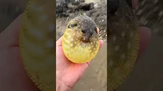 Buffer Fish Inflating In Hand comedyvideo relatable ytshorts [upl. by Novled805]