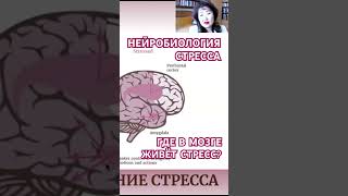 НЕЙРОБИОЛОГИЯ СТРЕССА показываем где в мозге лимбическаясистема миндалевидноетело стресс мозг [upl. by Arahas]