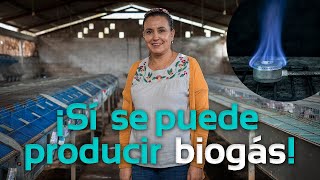 ¡Sí se puede producir biogás con estiércol de conejo  Biodigestores Sistemabio [upl. by Aztiram692]