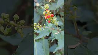 merah rivina humilis coralberry [upl. by Inoek69]