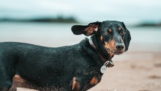 IVDD MINI DACHSHUND post spinal surgery  the recovery journey begins [upl. by Connett]