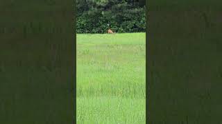 Alabama deer Pickins county [upl. by Farr105]