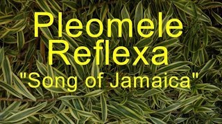 My Tropical Yard Pleomele Reflexa quotSong of Jamaicaquot [upl. by Dugas]