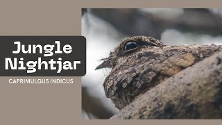 Jungle Nightjar  Caprimulgus indicus Birds BirdsOfIndia [upl. by Alegnat]