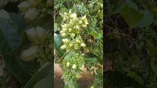 Floração da oropronobis Como é as flores da oropronobis flores da Pereskia aculeata [upl. by Grogan184]