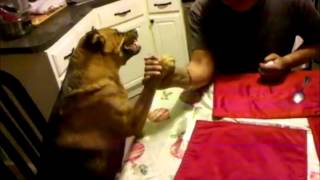 Guiles Theme Goes With Everything  Arm Wrestling Dog [upl. by Navak]