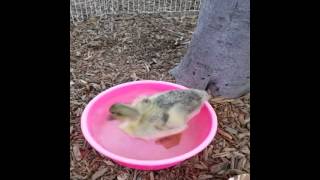 Preschool Children Taking Care of Bird [upl. by Alleram]