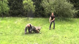 Ufania de la Arena Perro de Presa Canario AVD eV dogo canario work alano schutzhund test [upl. by Noxas274]