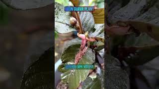 Bhagalpur UniversityBihar made Black Guava ভাগলপুর বিহার বিশ্ববিদ্যালয় এর কালো পেয়ারা [upl. by Anera]