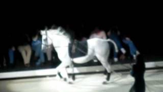 Lipizzaner StallionsThe Mezair And The Capriole [upl. by Silma]