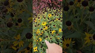 Ornamental value in the landscape Rudbeckia [upl. by Knah]