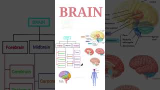 BRAIN  Midbrain  Hindbrain parts  Their function   In summary form 2 [upl. by Nehtan392]