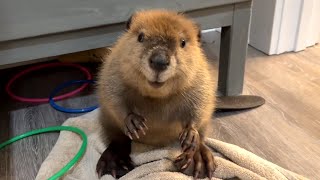 Beaver sounds like human baby [upl. by Emmer]