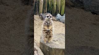 🌟MUST WATCH The Most Adorable Meerkat short and cute [upl. by Cynthla]