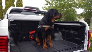 Rottweiler barks on command [upl. by Lustig676]