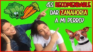 🔘 ¿Los perros pueden comer zanahoria 🔥DESCUBRELO🔥 [upl. by Sefton701]