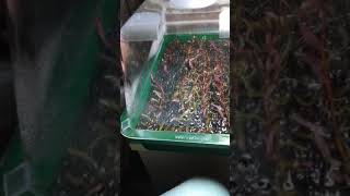 Propagation of Aquarium Plants S1E1 [upl. by Milo306]