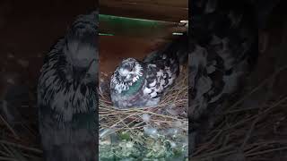 Pigeon hatching eggs  pigeon kabutarbreedingtipsandtricks kabootarandakaisedetehain [upl. by Namsu931]