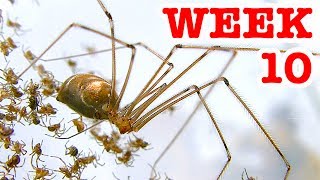 Scary Redback Spiders Meet Daddy Long Legs Cellar Spider Week 10 [upl. by Kirtap]