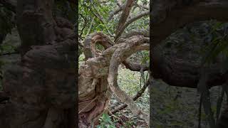 Root system of Combretum roxburghii [upl. by Carpenter]