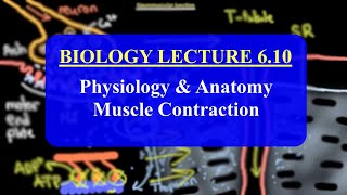 IMAT Biology Lesson 610  Anatomy and Physiology  Muscle Contraction [upl. by Cull]