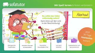 Aufbau der Netzhaut Biologie – inkl Funktion von Nerven amp Lichtsinneszellen [upl. by Holbrooke]