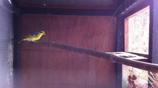 SERIN PAYS DE L ILE DE LA REUNION [upl. by Neerhtak209]