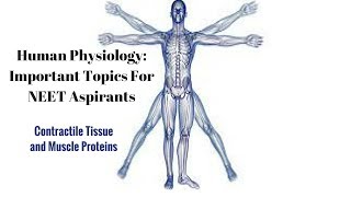 Contractile Tissue and Muscle Proteins Human Physiology Part 1 [upl. by Kaete455]