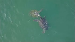 GuineaBissaus Bijagos Islands A sanctuary of biodiversity under threat • FRANCE 24 English [upl. by Thibaud]