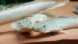 Bichir quotCuppingquot Breeding Behaviour [upl. by Stacie529]