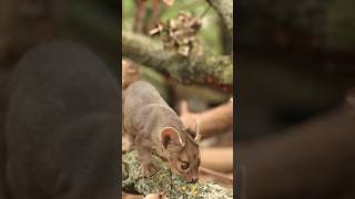 Fossa are Carnivores Mammals fossa animals facts wildlife monkey [upl. by Resneps]