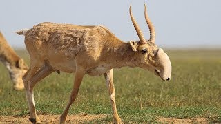 Saiga Antelope  Animal of the Week [upl. by Onitnatsnoc]