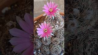 Cactus Lobivia In Bloom [upl. by Purington974]