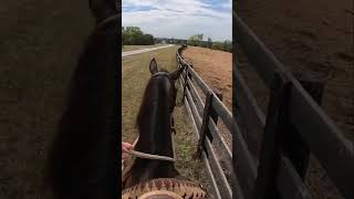 Unleashing the Power of Horses Thrilling Obstacle Course amp Lightning Speeds [upl. by Hcardahs456]