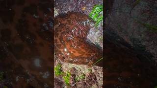 Large Sea Hare Exposed During Low Tide🌊Aplysia californica sealife marine animals cute slugs [upl. by Lengel]