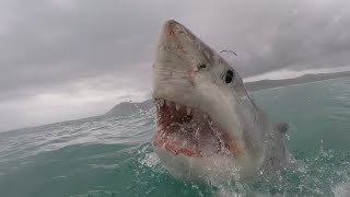 13 Foot Shark Attacks Surfer lasts 30 Minutes Michael Docherty [upl. by Netsirhc]