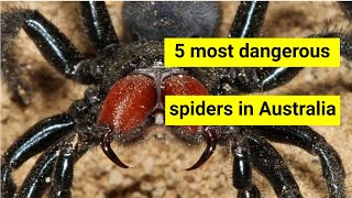 5 most dangerous spiders in Australia [upl. by Ardy]