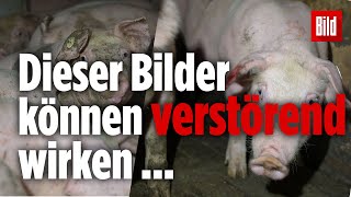 Schlimme Videos aufgetaucht Schweine bei Tönnies Zulieferer gequält [upl. by Einaej537]