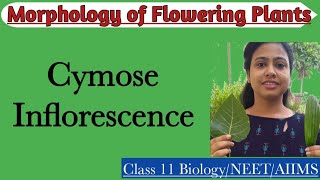 Cymose Inflorescence  Ch5 Morphology of Flowering Plants  Class 11 Biology NEET AIIMS [upl. by Auoy]