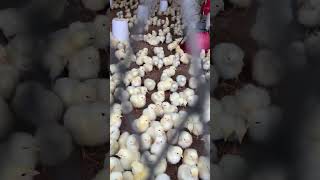 Broiler poultry Farm’s 10000 Chick’s 🐣🐣🐣🐣 youtubeshorts trendingshorts broilerpoultryfarm [upl. by Nuhsar]