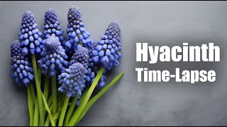 Grape Hyacinth Blooming 30 Days in 1 Minute  Time Lapse [upl. by Nyhagen]