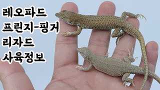 레오파드 프린지 핑거 리자드 사육정보 Leopard Fringefingered Lizard Acanthodactylus pardalis [upl. by Tooley]