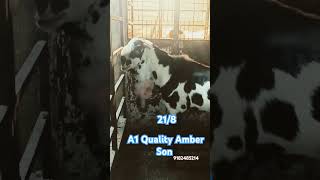 Quality Speak Everything Amber Son Ear 218  Mohammed Bullet King of Gulabi Goats [upl. by Longo]