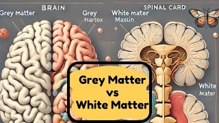 Grey Matter and White Matter of Brain  Structure Function amp Clinical Significance  Neurology [upl. by Ahtimat]