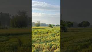 khetibadi🚜❤️status videos combine harvester status video  gilpreet 962 combine harvester top [upl. by Pru]